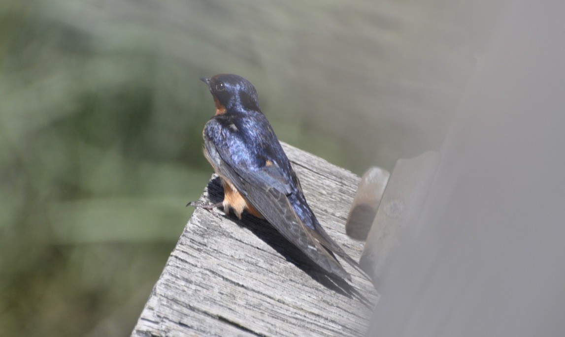 Barn Swallow - ML639186095