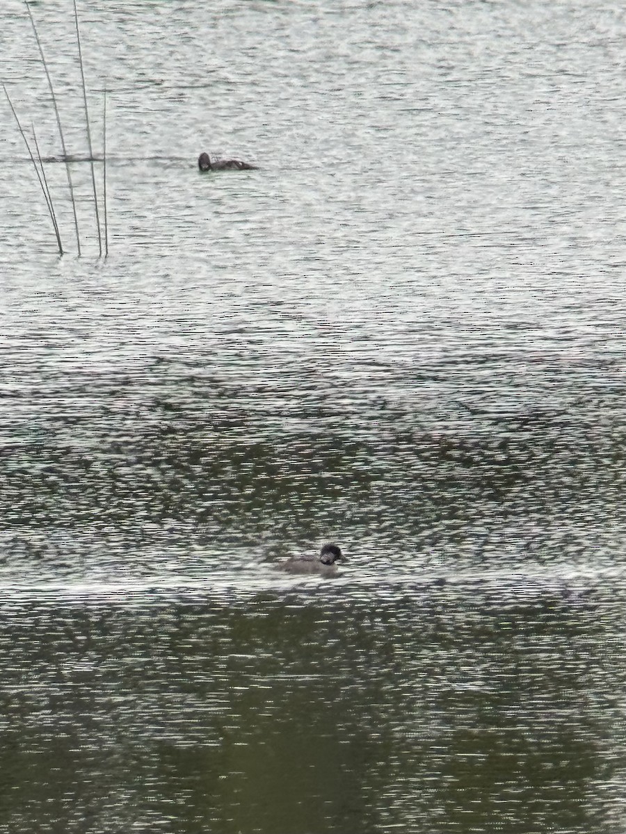 Common/Barrow's Goldeneye - ML639186137