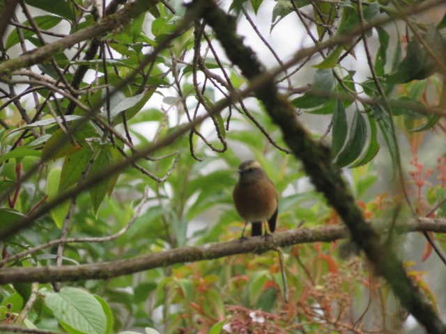 Brown-backed Chat-Tyrant - ML639186153