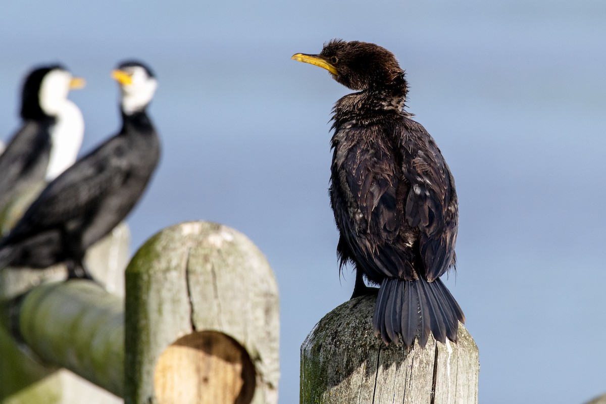 Little Pied Cormorant - ML639186160