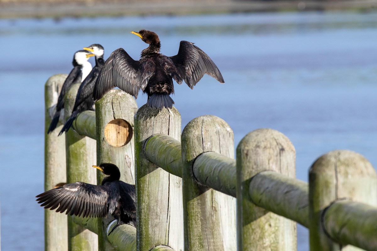 Little Pied Cormorant - ML639186163