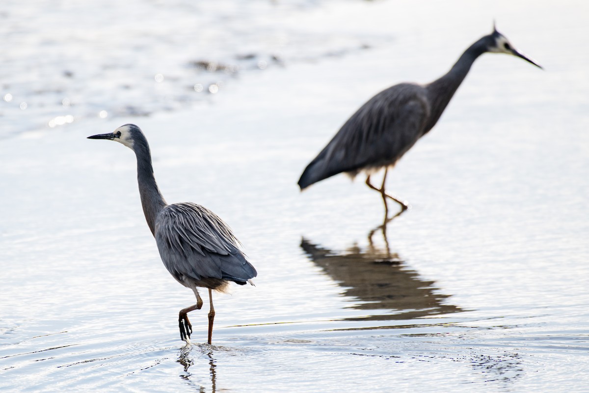 White-faced Heron - ML639186183