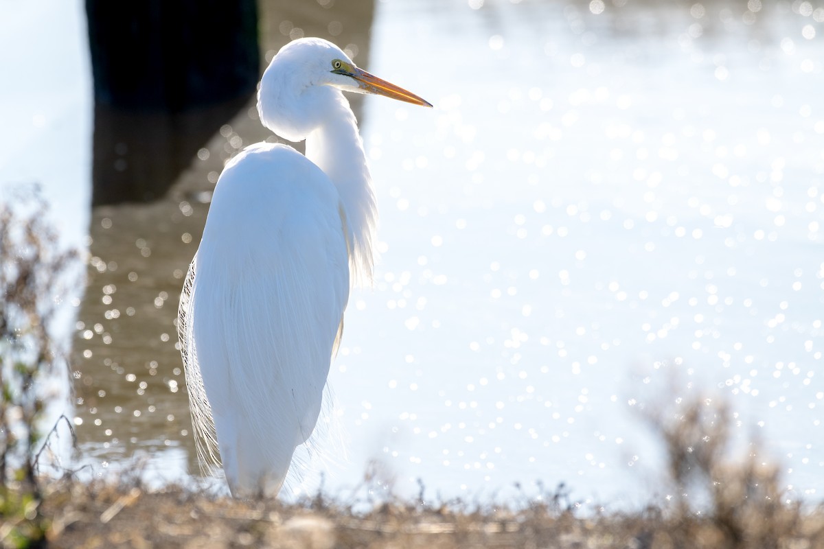 Great Egret - ML639186200