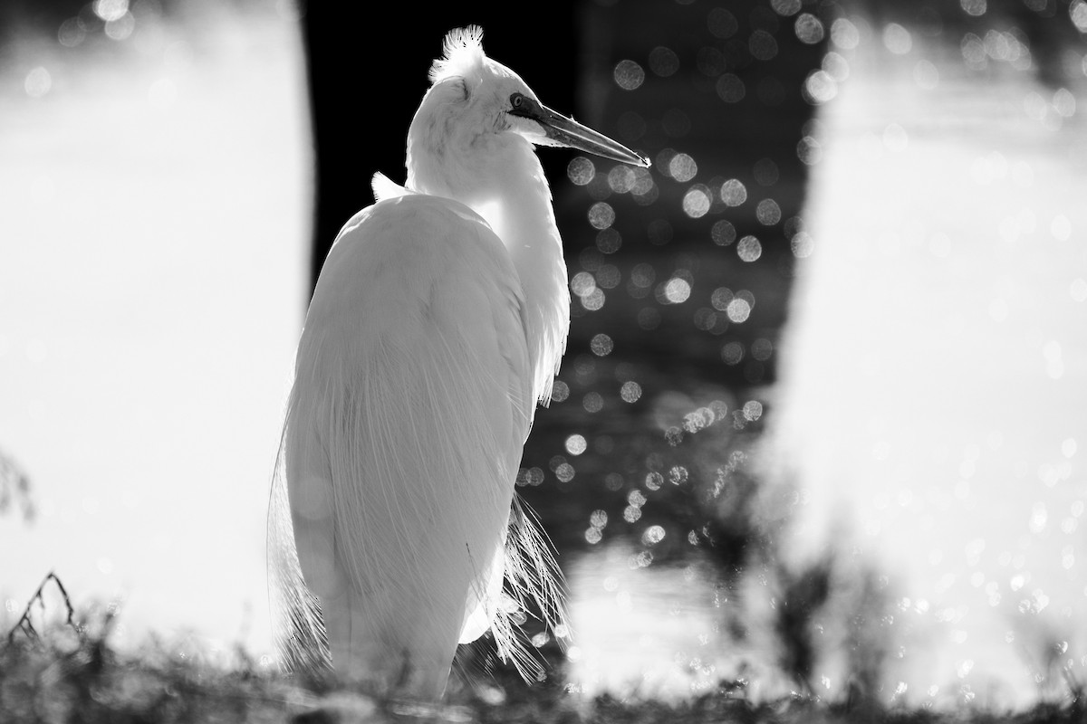 Great Egret - ML639186201