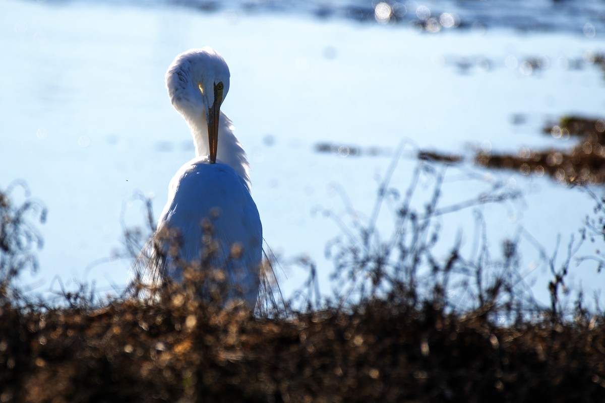 Great Egret - ML639186210