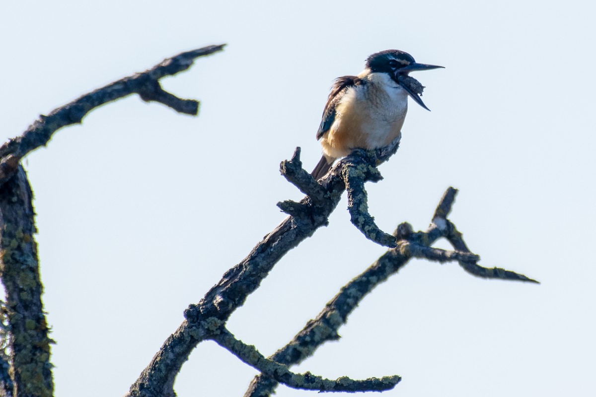 Sacred Kingfisher - ML639186220