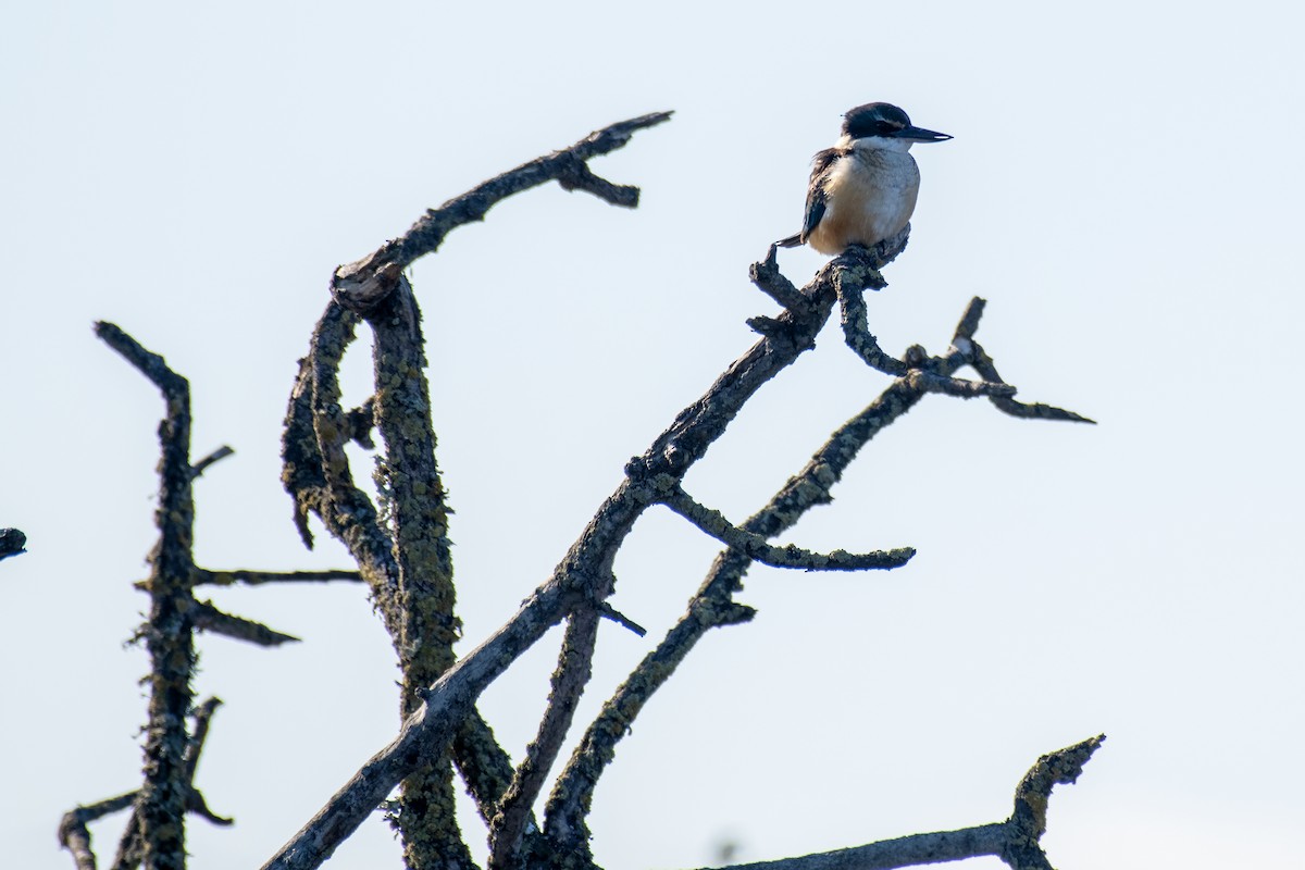 Sacred Kingfisher - ML639186221
