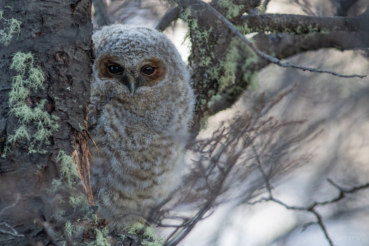 Rufous-legged Owl - ML639186232