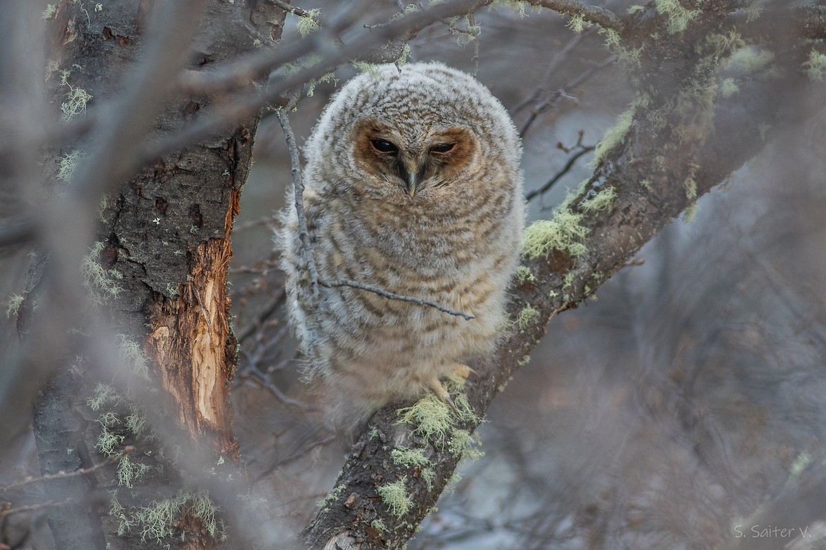 Rufous-legged Owl - ML639186233