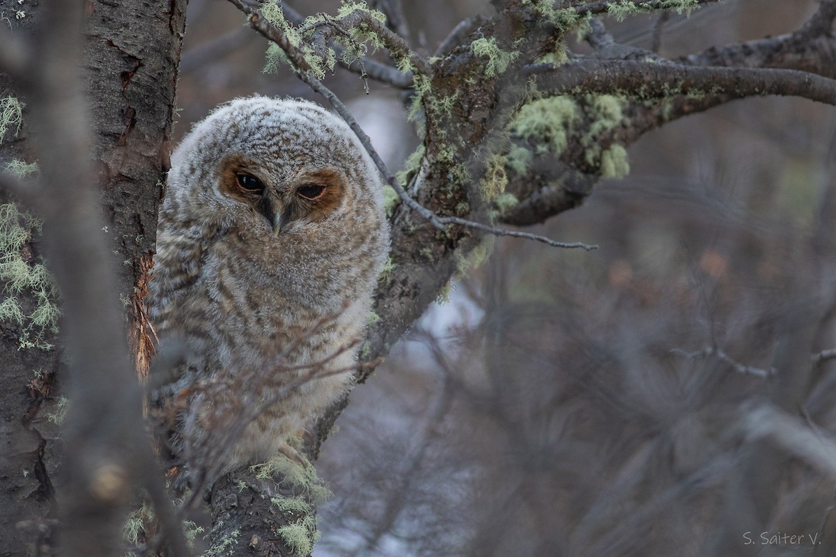 Rufous-legged Owl - ML639186234