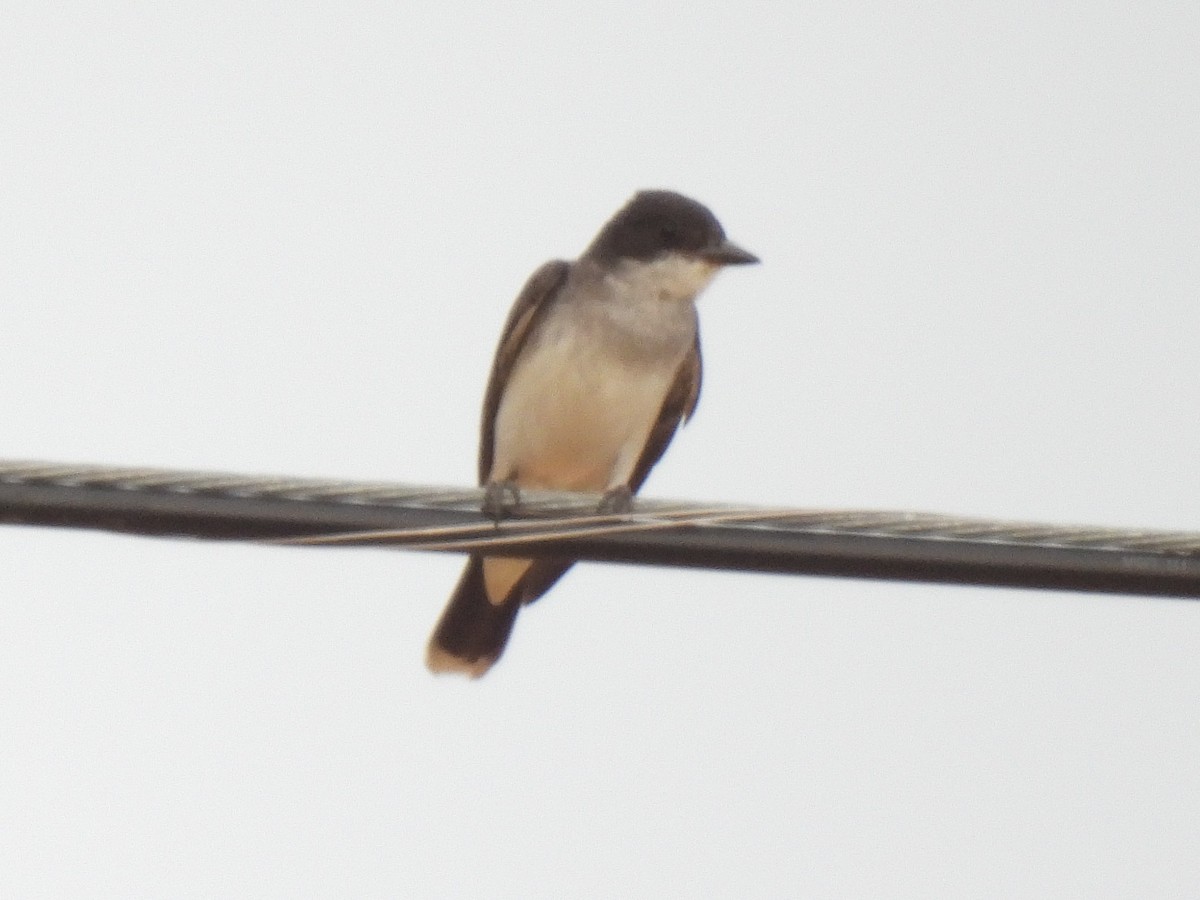 Eastern Kingbird - ML639186288