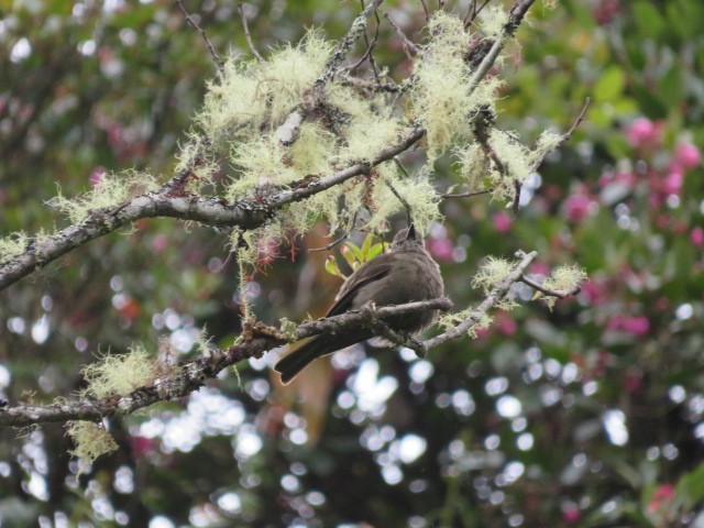 Smoky Bush-Tyrant - ML639186293