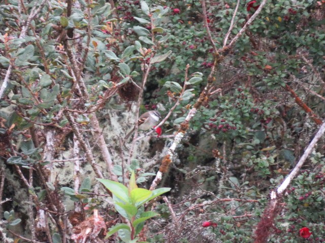 White-throated Tyrannulet - ML639186377