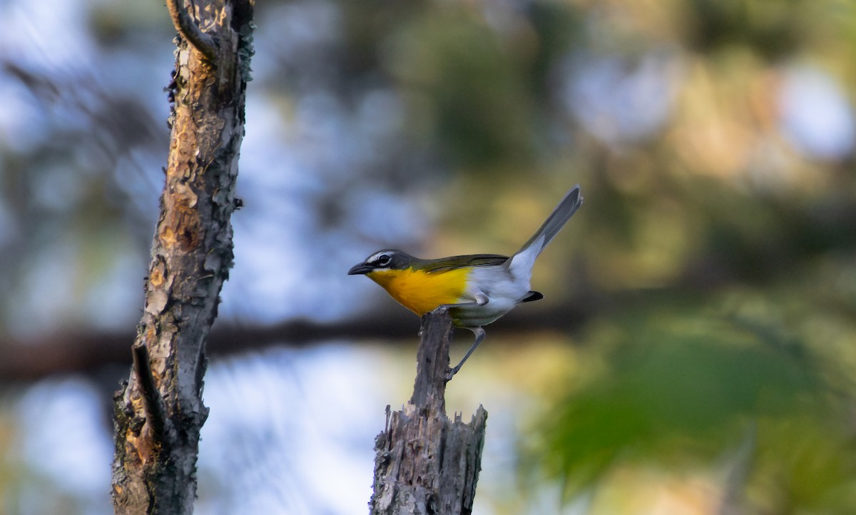 Yellow-breasted Chat - ML639186395
