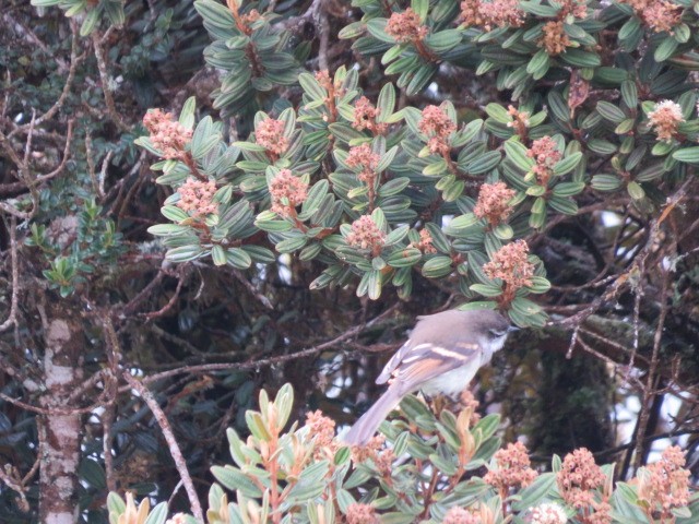 White-throated Tyrannulet - ML639186420