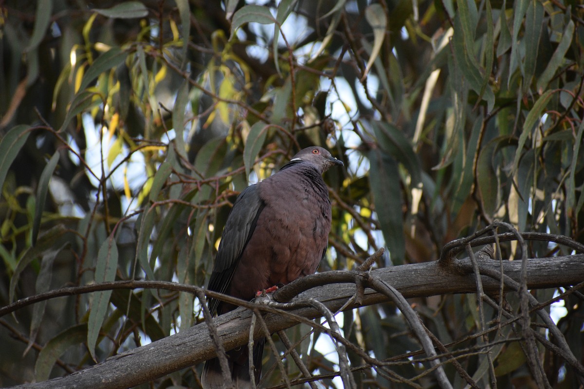 Chilean Pigeon - ML639186527