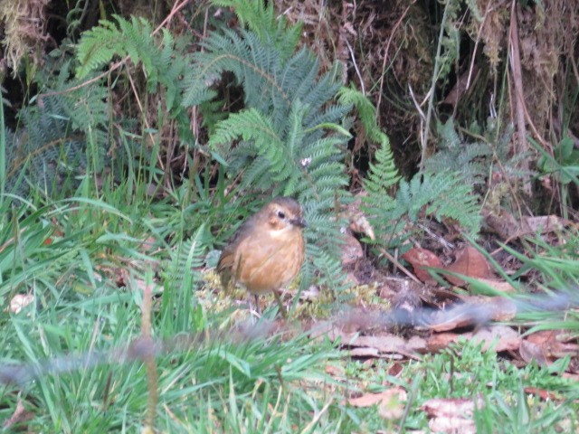 Tawny Antpitta - ML639186529