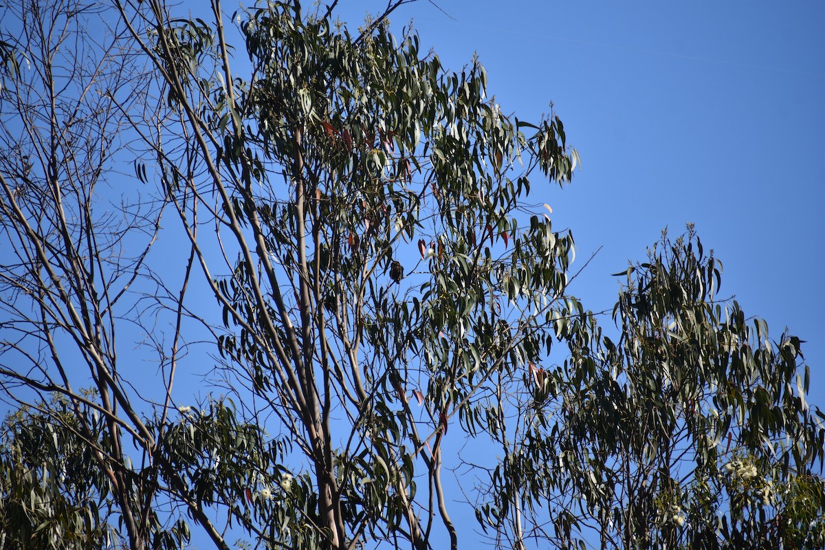Austral Pygmy-Owl - ML639186538