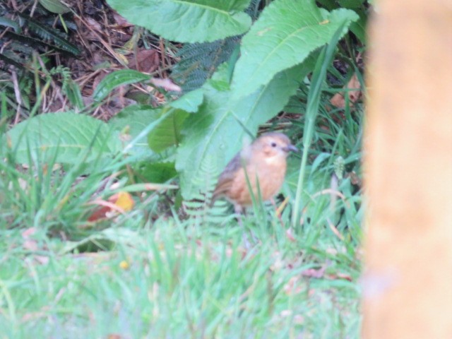 Tawny Antpitta - ML639186543