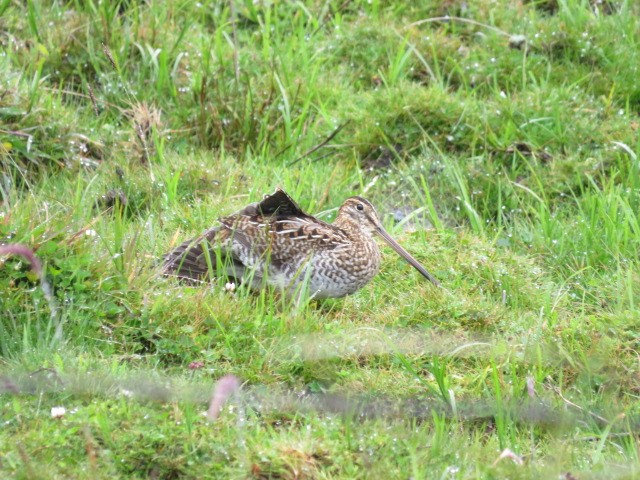 Noble Snipe - ML639186594