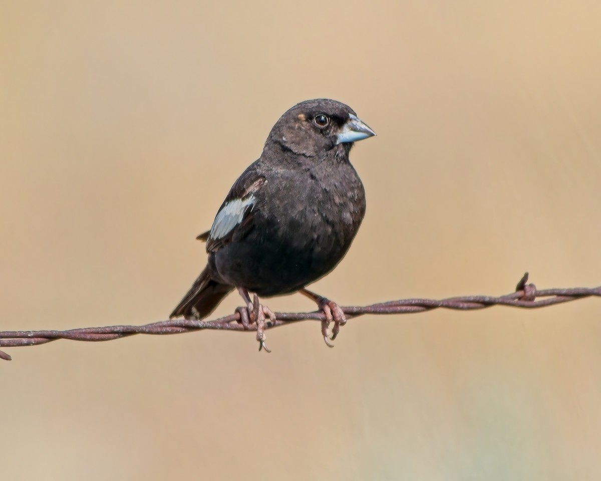 Lark Bunting - ML639186653