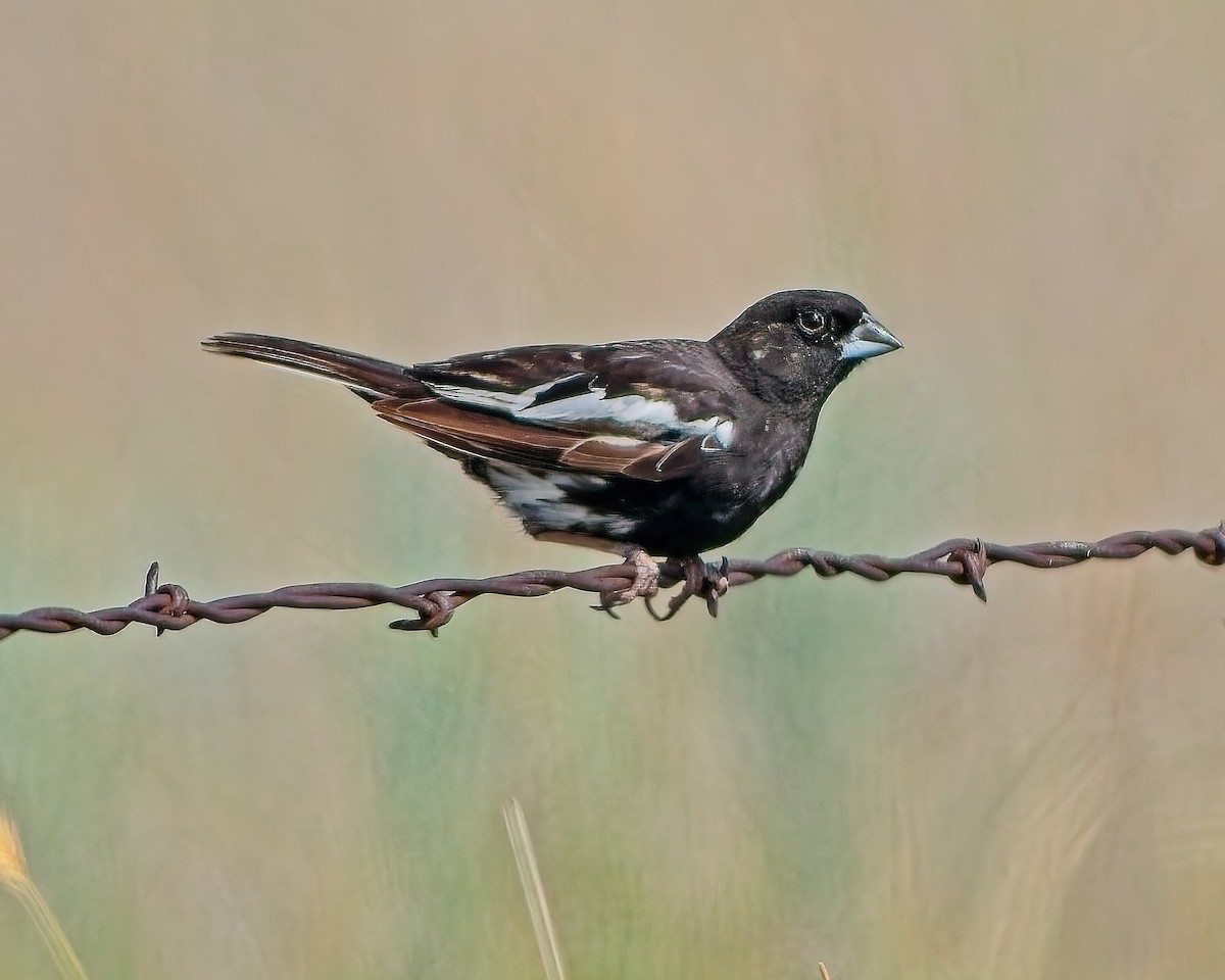 Lark Bunting - ML639186669