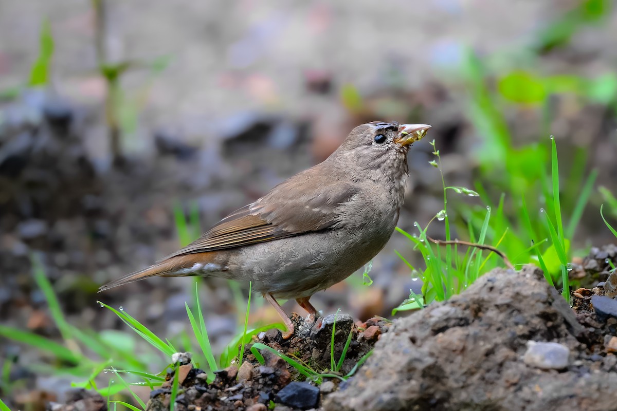 Blanford's Rosefinch - ML639186728