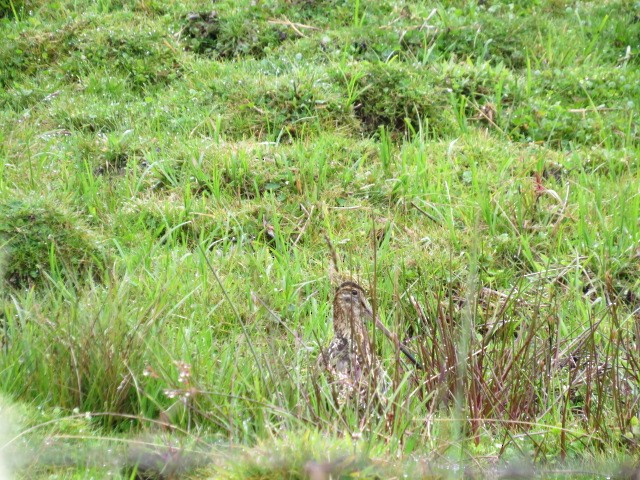 Noble Snipe - ML639186818