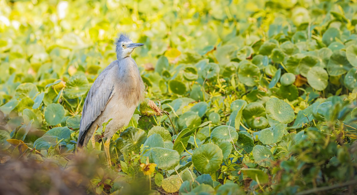 White-faced Heron - ML639186923