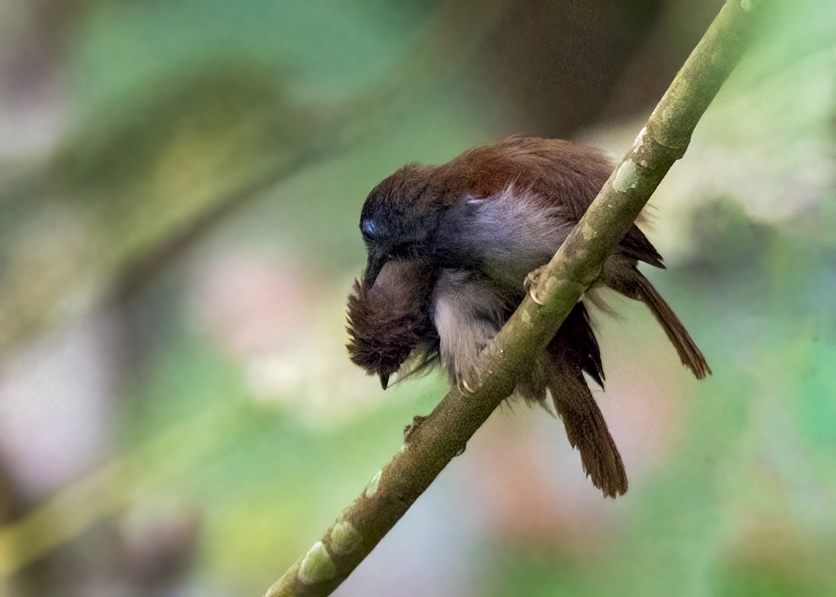 Chestnut-winged Babbler - ML639186931