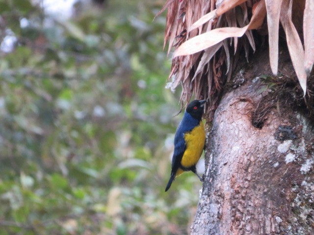 Hooded Mountain Tanager - ML639186959
