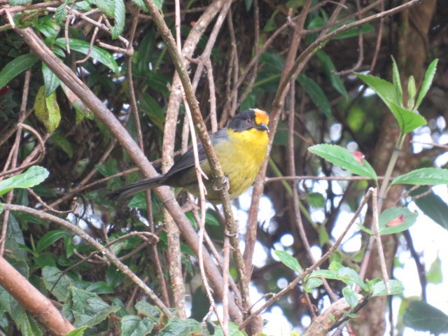 Pale-naped Brushfinch - ML639187040