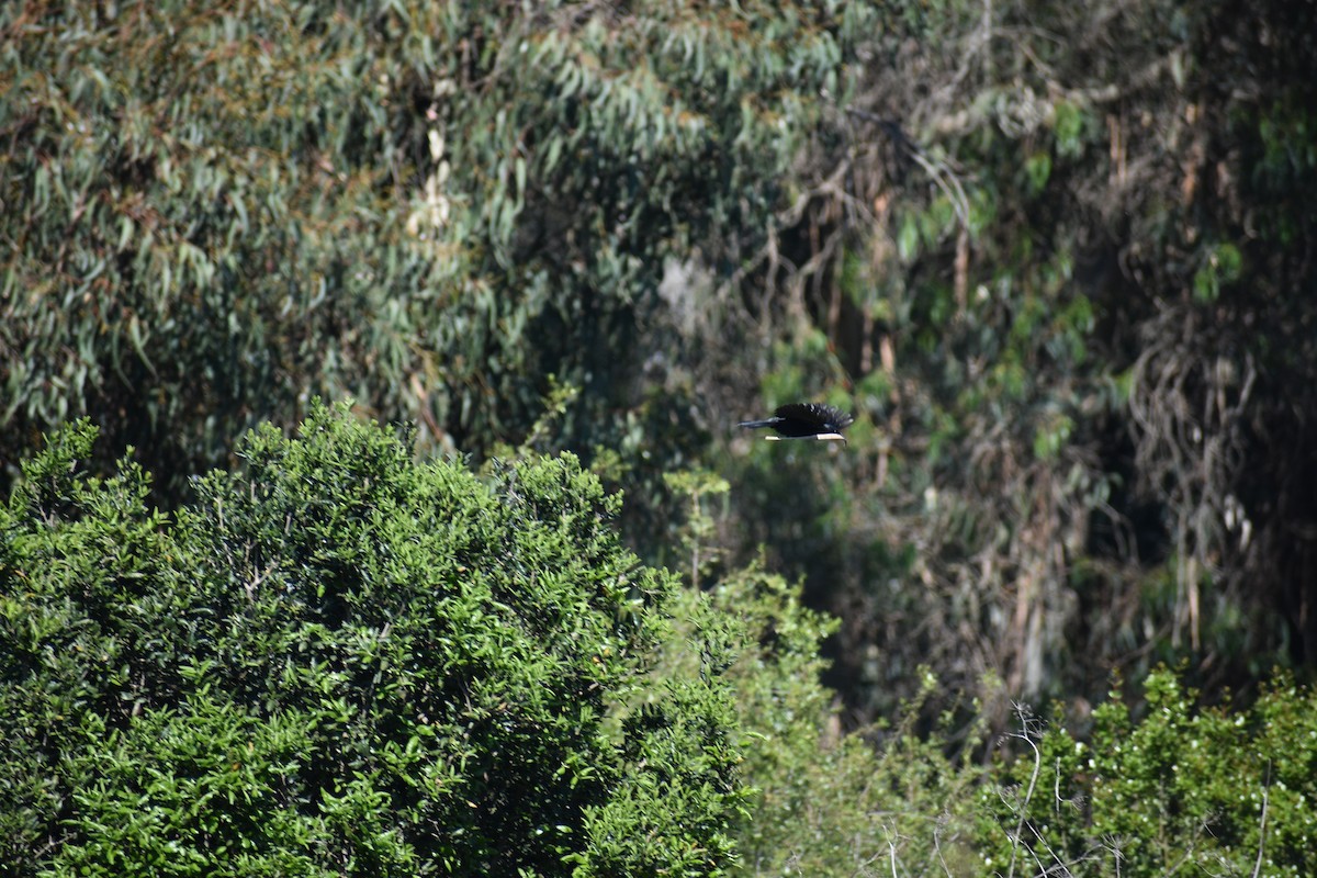 Austral Blackbird - ML639187060