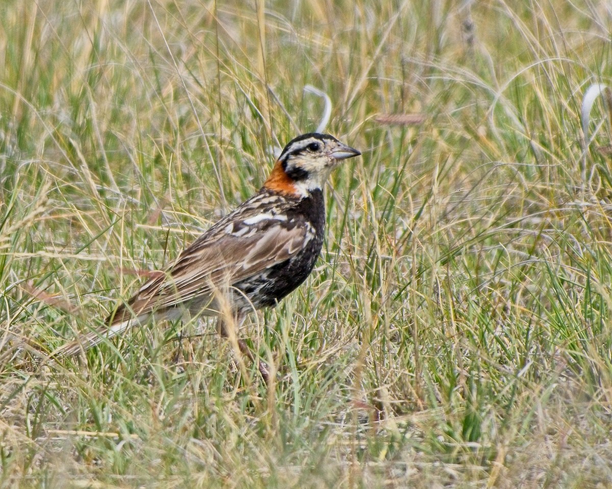 Chestnut-collared Longspur - ML639187061