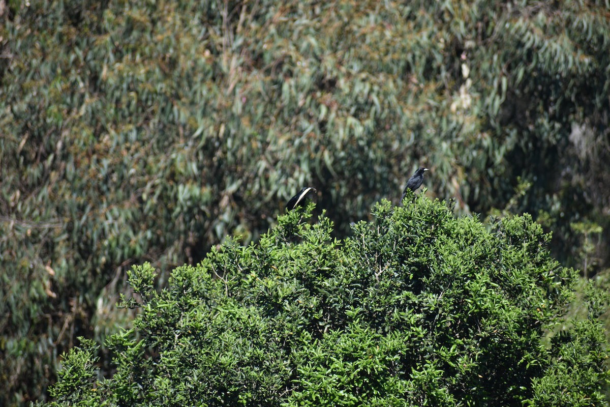 Austral Blackbird - ML639187063