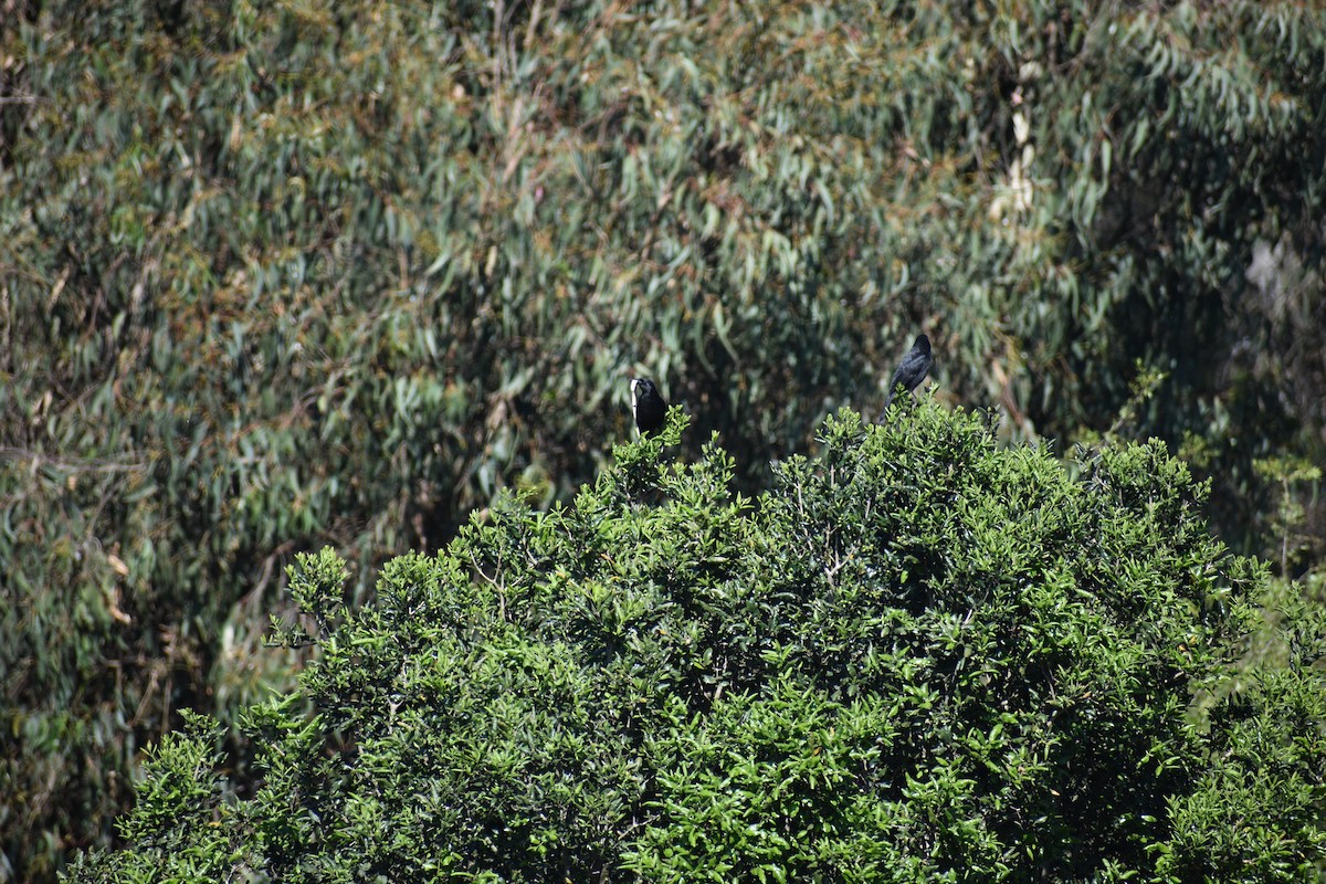 Austral Blackbird - ML639187076