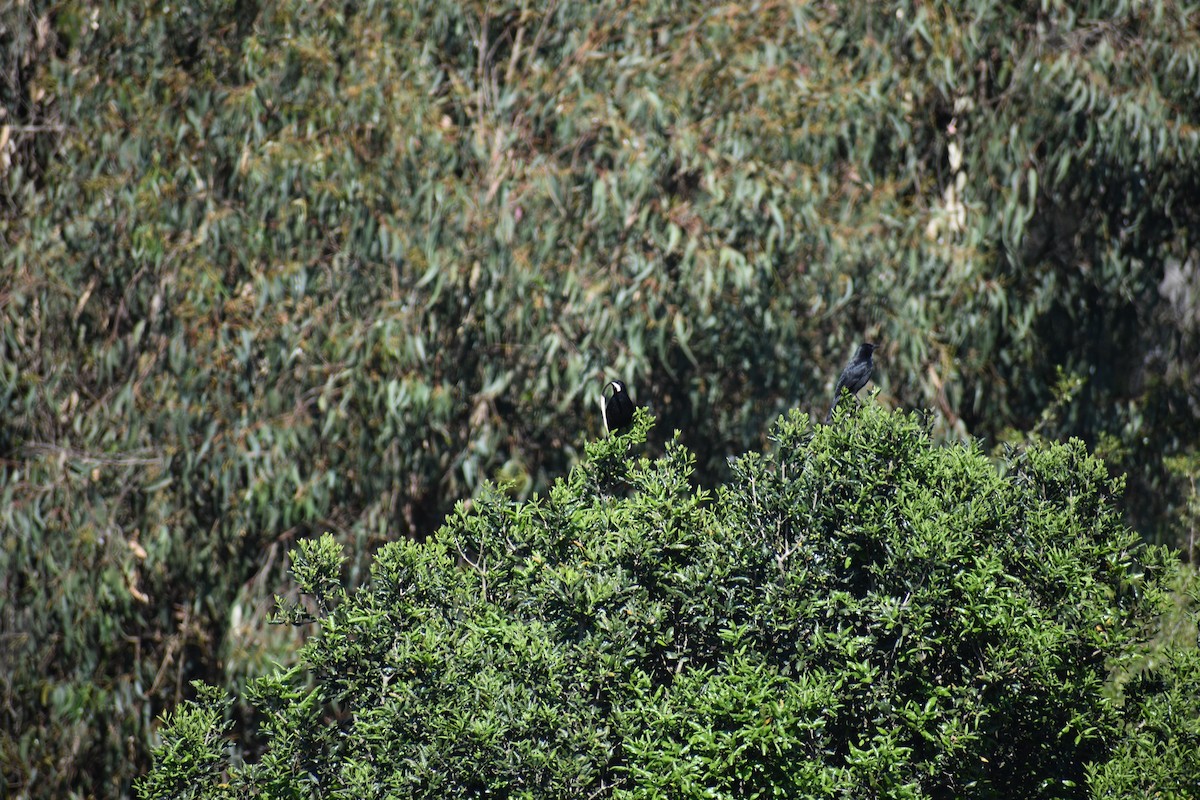 Austral Blackbird - ML639187081