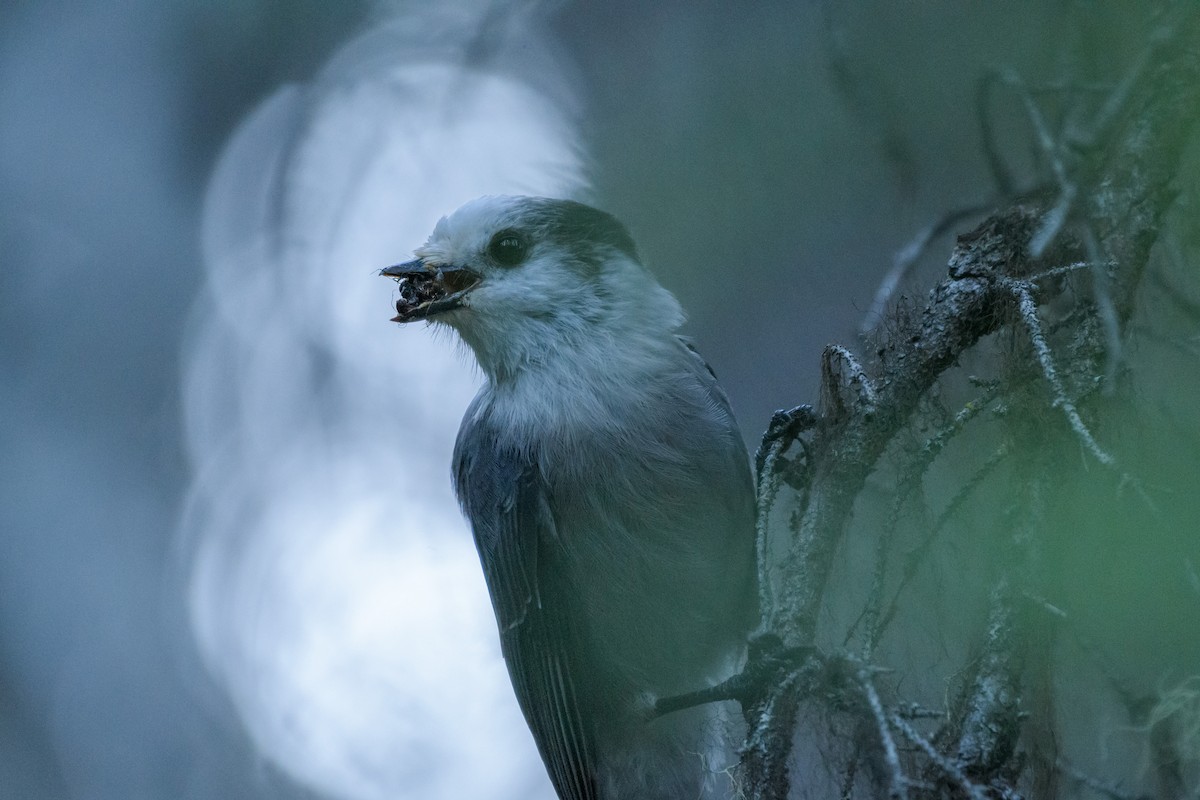 Canada Jay - ML639187131