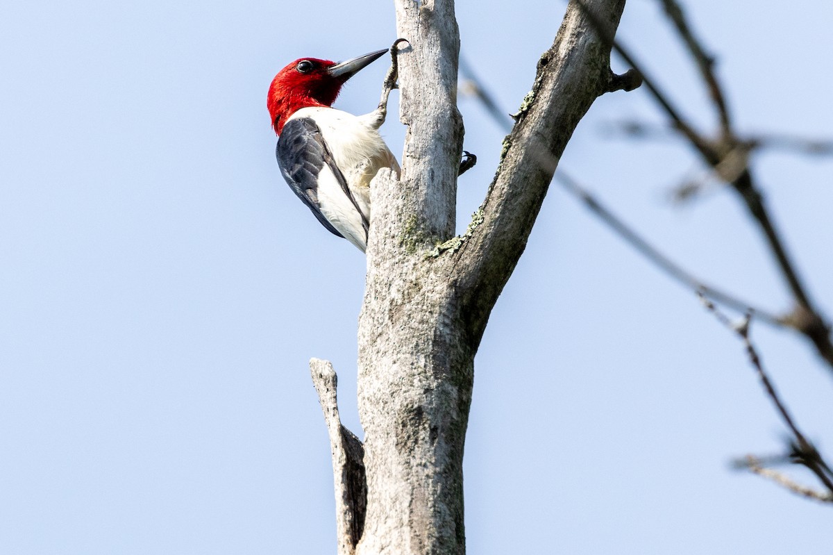 Red-headed Woodpecker - ML639187180