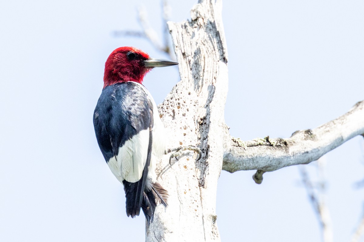 Red-headed Woodpecker - ML639187181