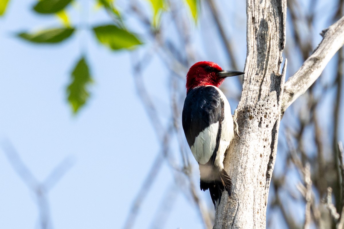 Red-headed Woodpecker - ML639187182