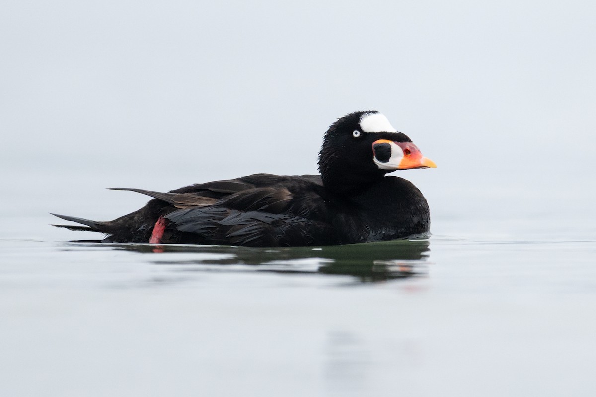 Surf Scoter - ML639187200