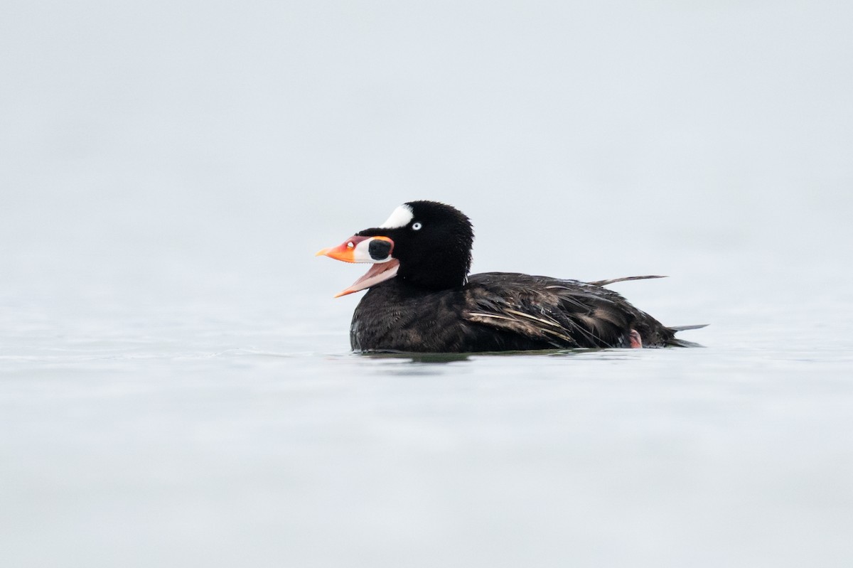 Surf Scoter - ML639187201