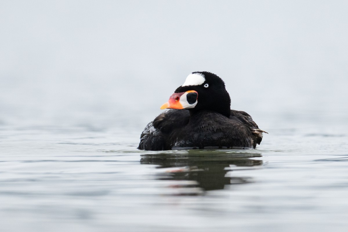 Surf Scoter - ML639187202