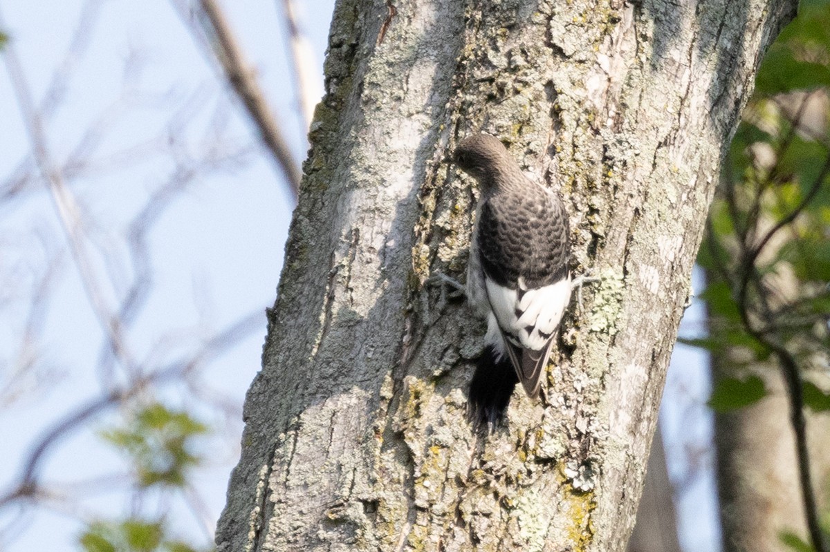 Red-headed Woodpecker - ML639187262