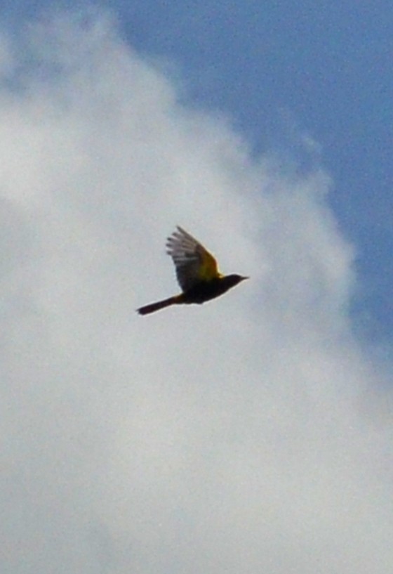 Cuban Oriole - ML639187343