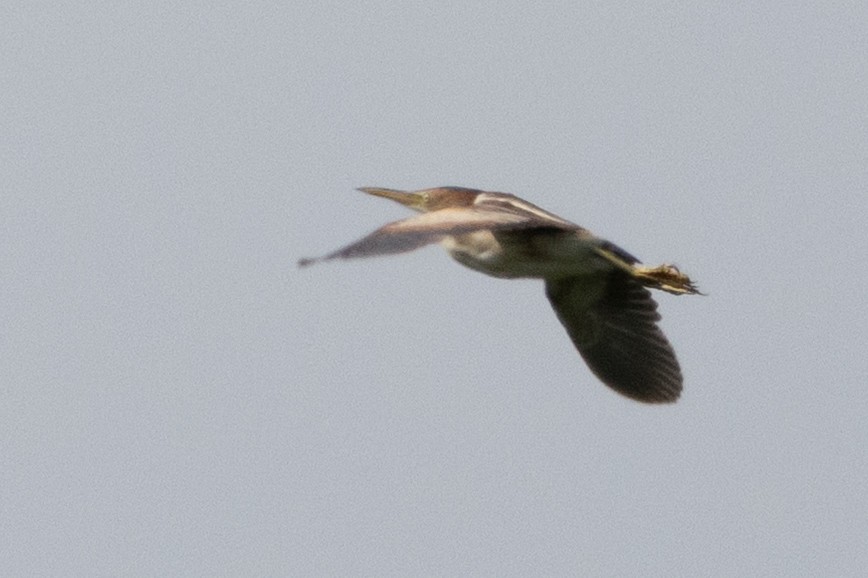 Least Bittern - ML639187362