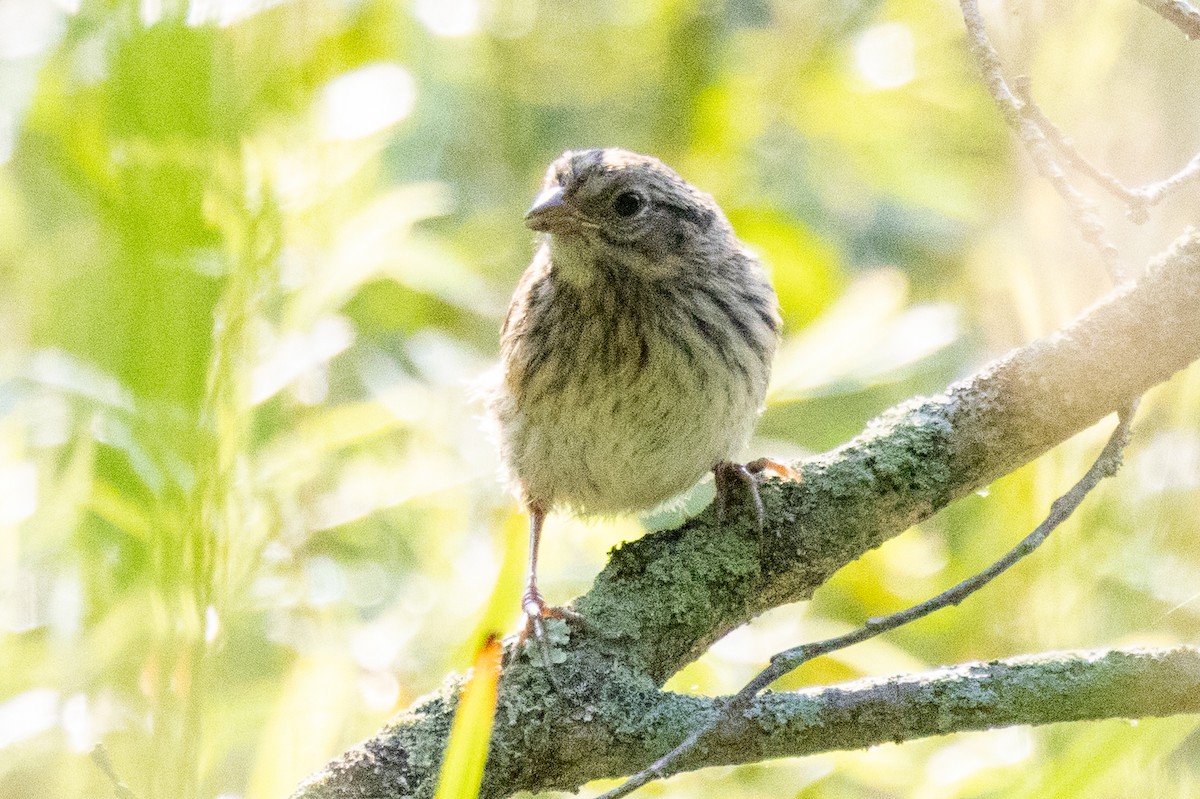 Song Sparrow - ML639187373