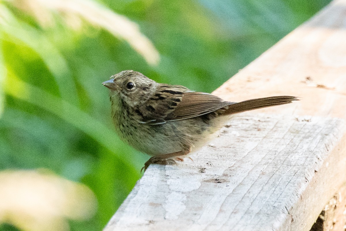 Song Sparrow - ML639187374