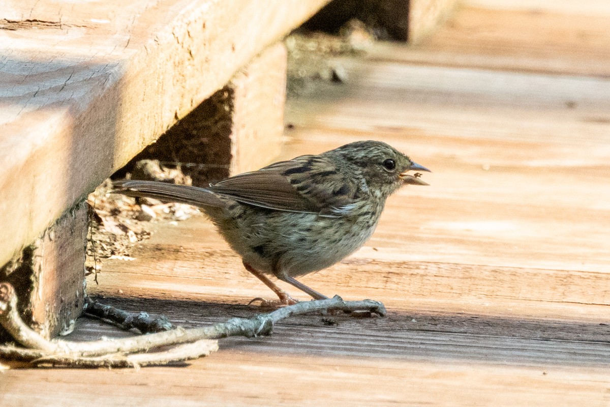 Song Sparrow - ML639187375